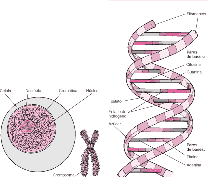 BEBES A LA CARTA: EL ADN