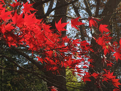 かえで紅葉