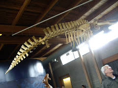 Shark skeleton