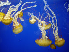 Jellyfish in a blue tank