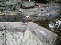 Puffins