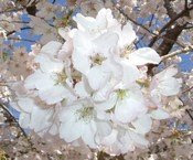 Pennsylvania Cherry Blossom Tree