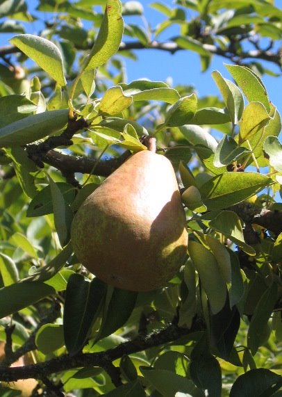 [pears+2.JPG]
