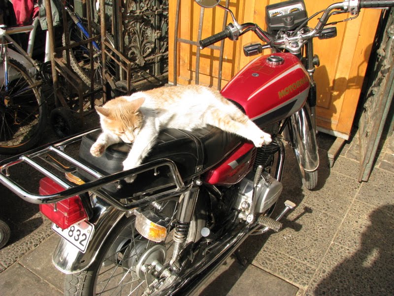 Кот на мотоцикле картинки