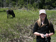 Moose Spotting In Algonquin Provincial Park