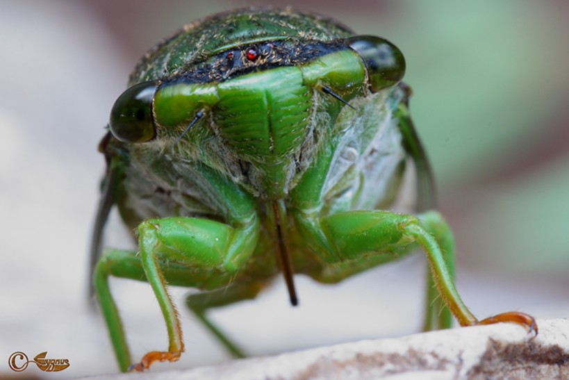 un gran fenomeno El animal más ruidoso