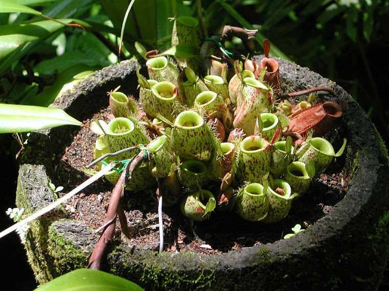 Top pics from Indonesia trip 2008