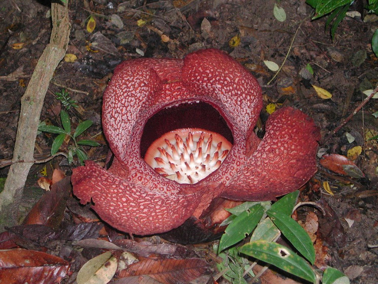 Top pics from Borneo trip 2008