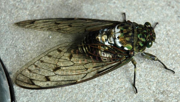 [japanese+cicada.jpg]