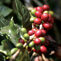 Ripe coffee cherries – on the farm in India