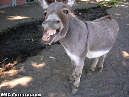 funny-jackass-donkey-grinning-ass-goofy-animal-picture.jpg