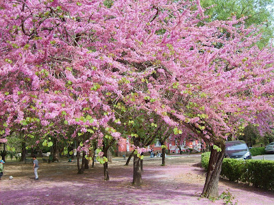 Vem Primavera!