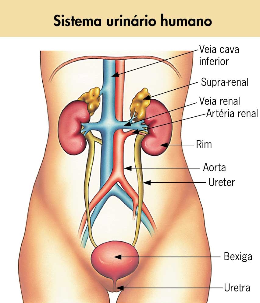 Aparelho urinário anatomia e funcionamento Bemestar Urinário