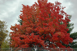 Pennsylvania red tree