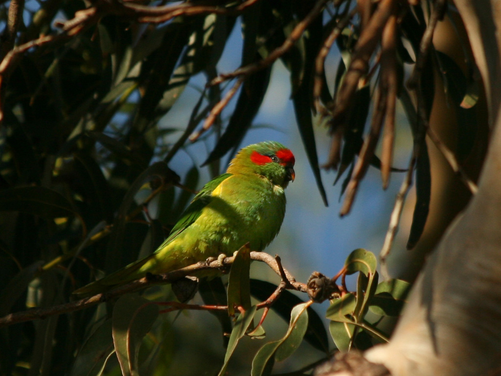  Portraits of Australian Animals Tilcheff bloG Random parrots