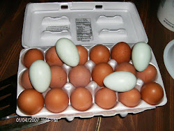 Fresh Country Eggs