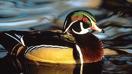 The Wood Duck