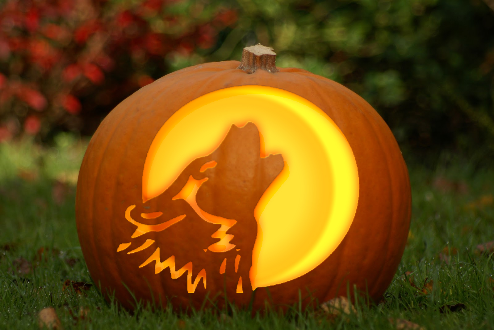 Jordans Portfolio Wolf Jack O Lanterns jordans-portfolio-wolf-jack-o-lanterns