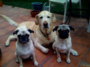 Bailey, Bogey and Dylan ~ Rest in Peace Dylan
