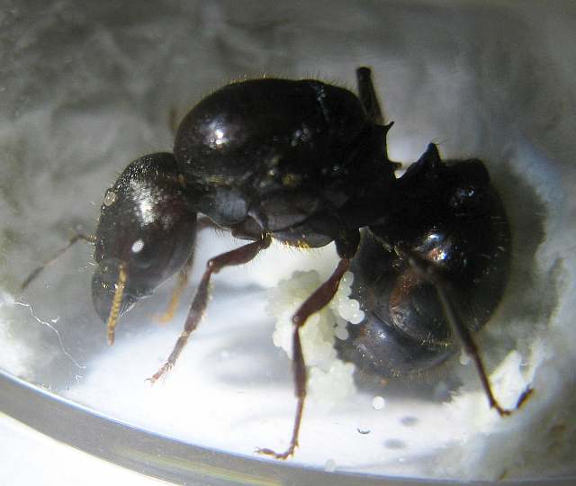 [PHEIDOLOGETONSP0001B119F006.jpg]