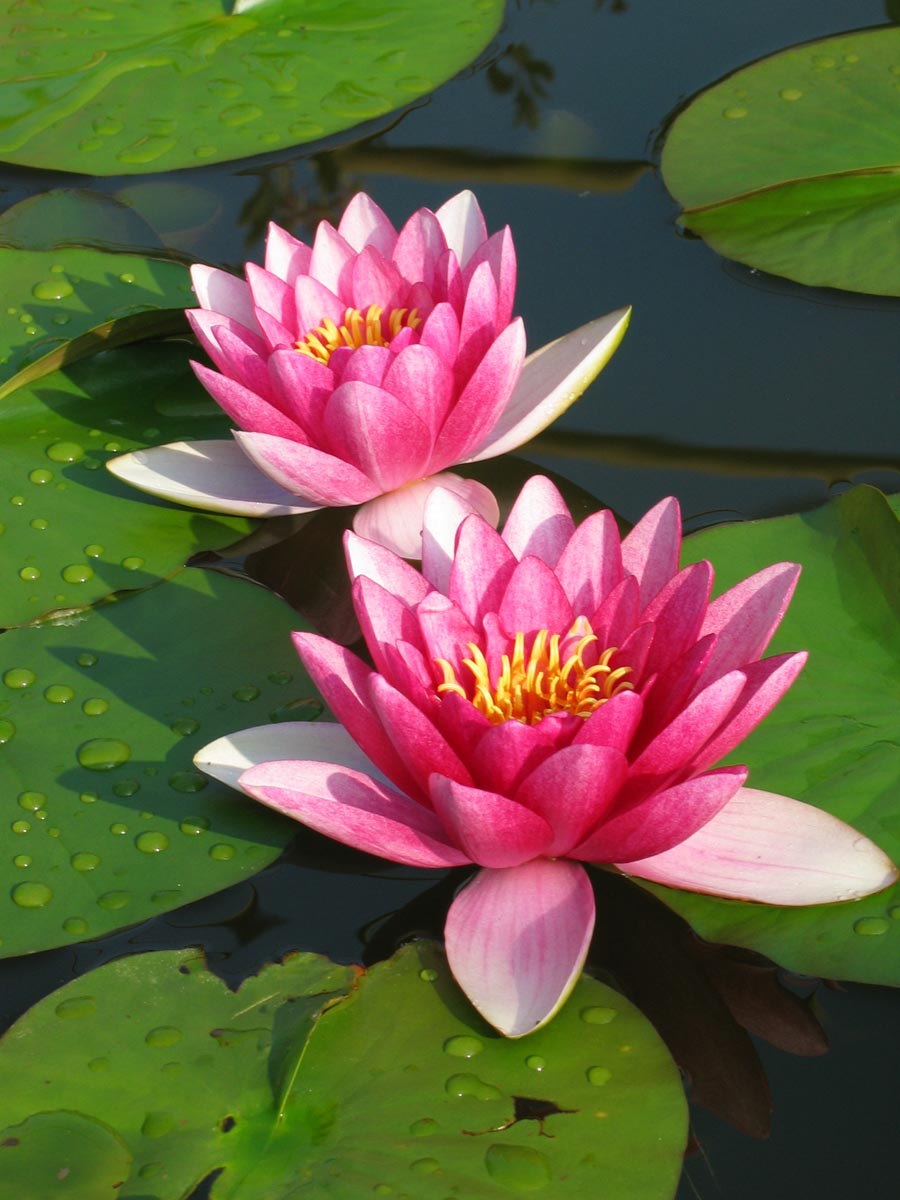 Lotus Roz Harmony Viver: A Busca do