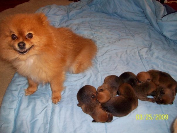 [tony+puppies+dad+2.jpg]