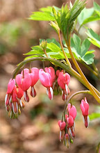 April: Bleeding Heart