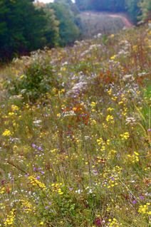 Fall Flowers on the Pipeline