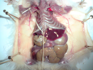 Online Biology Guru: DISSECTION OF THE GUINEA PIG'S CIRCULATORY SYSTEM