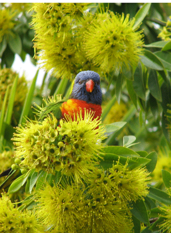 [RainbowLorikeet1.gif]