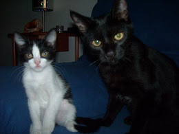 Mis gatos el negro se llama Salen y la gatita Toti jejejejeje