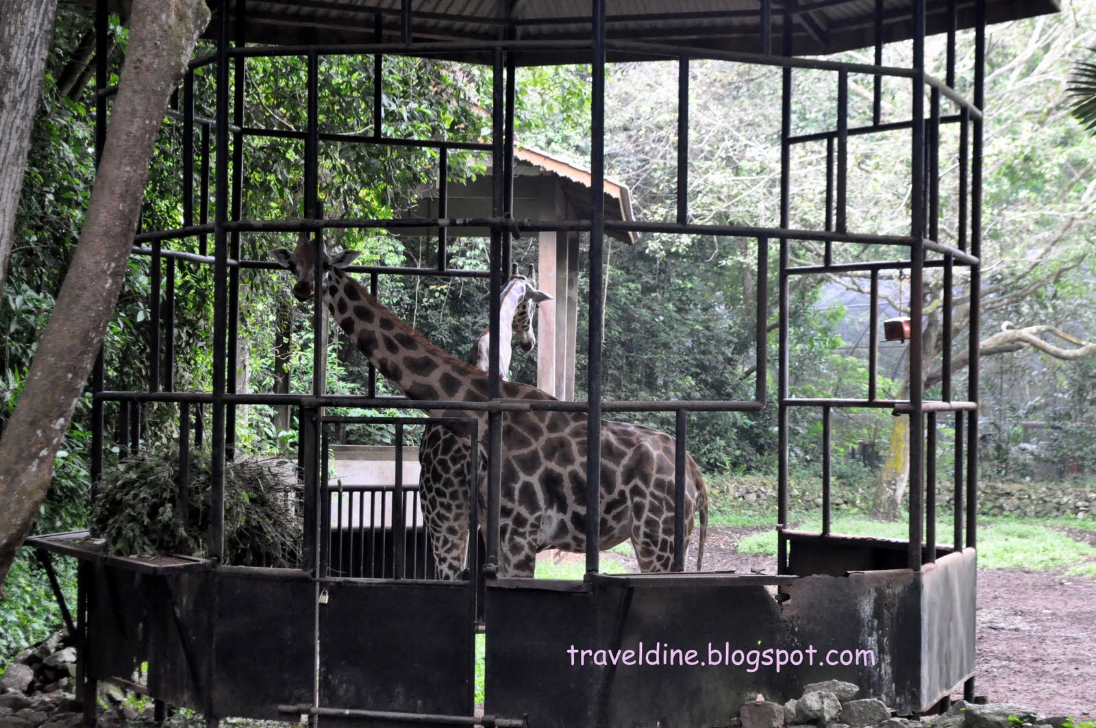 Travel and Dining Experience Zoo Melaka