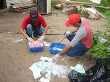 Voluntario en Isla Raton Amazonas