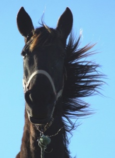 [crina_ao_vento2.jpg]