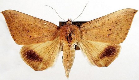 [ophisma_gravata_01.sized.jpg]