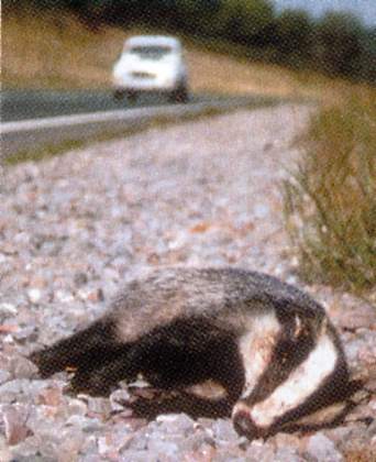 DeadBadger03_2010.jpg