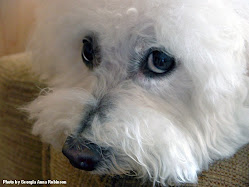 Houdini; he was a Bichon Frise