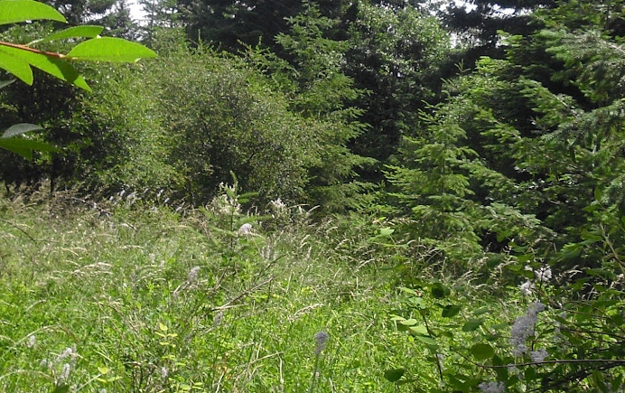 the bluemoonshine ranch