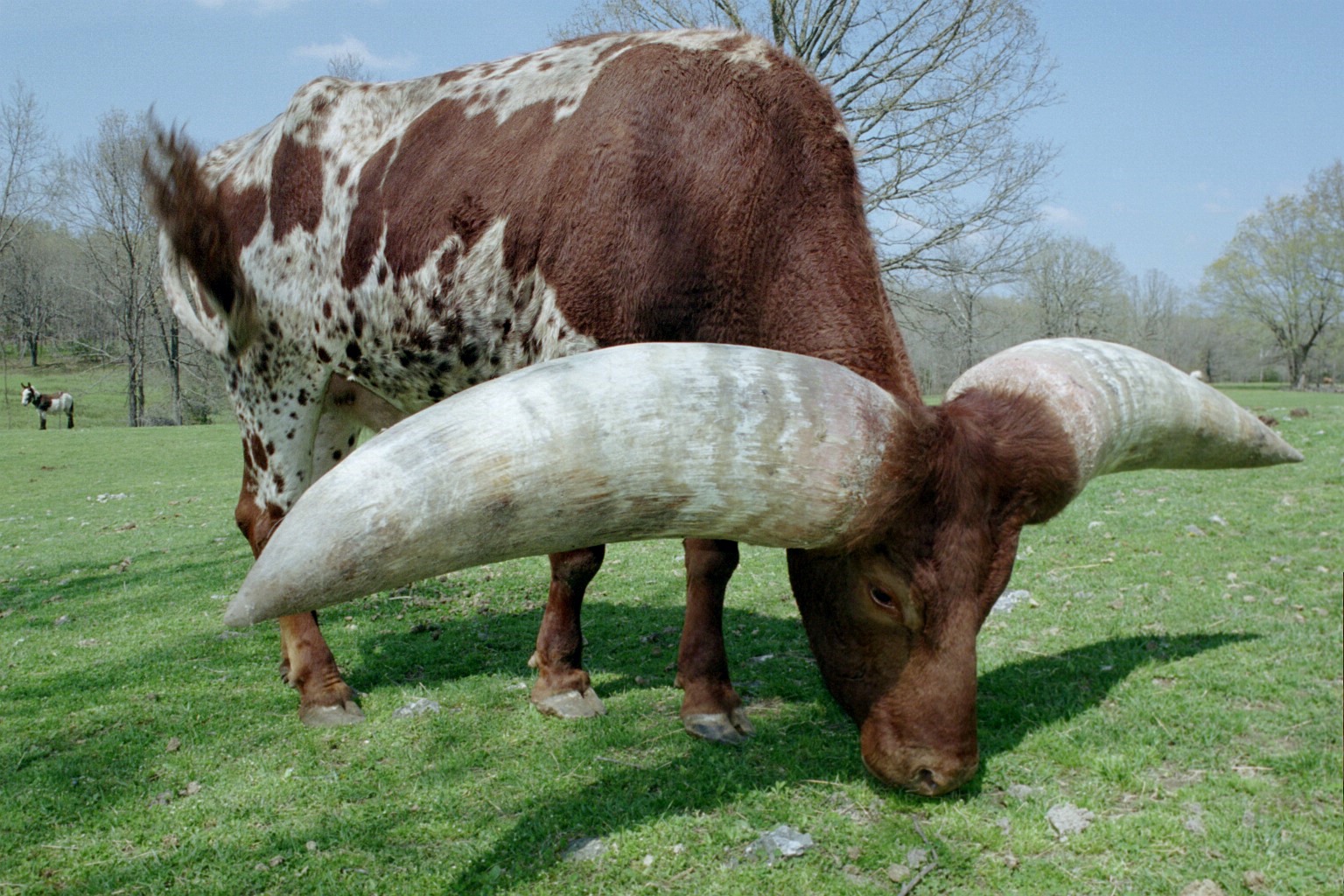 [Cuernos-horn-mascotas-animales-extremos-africa-zoo-zafari.JPG]