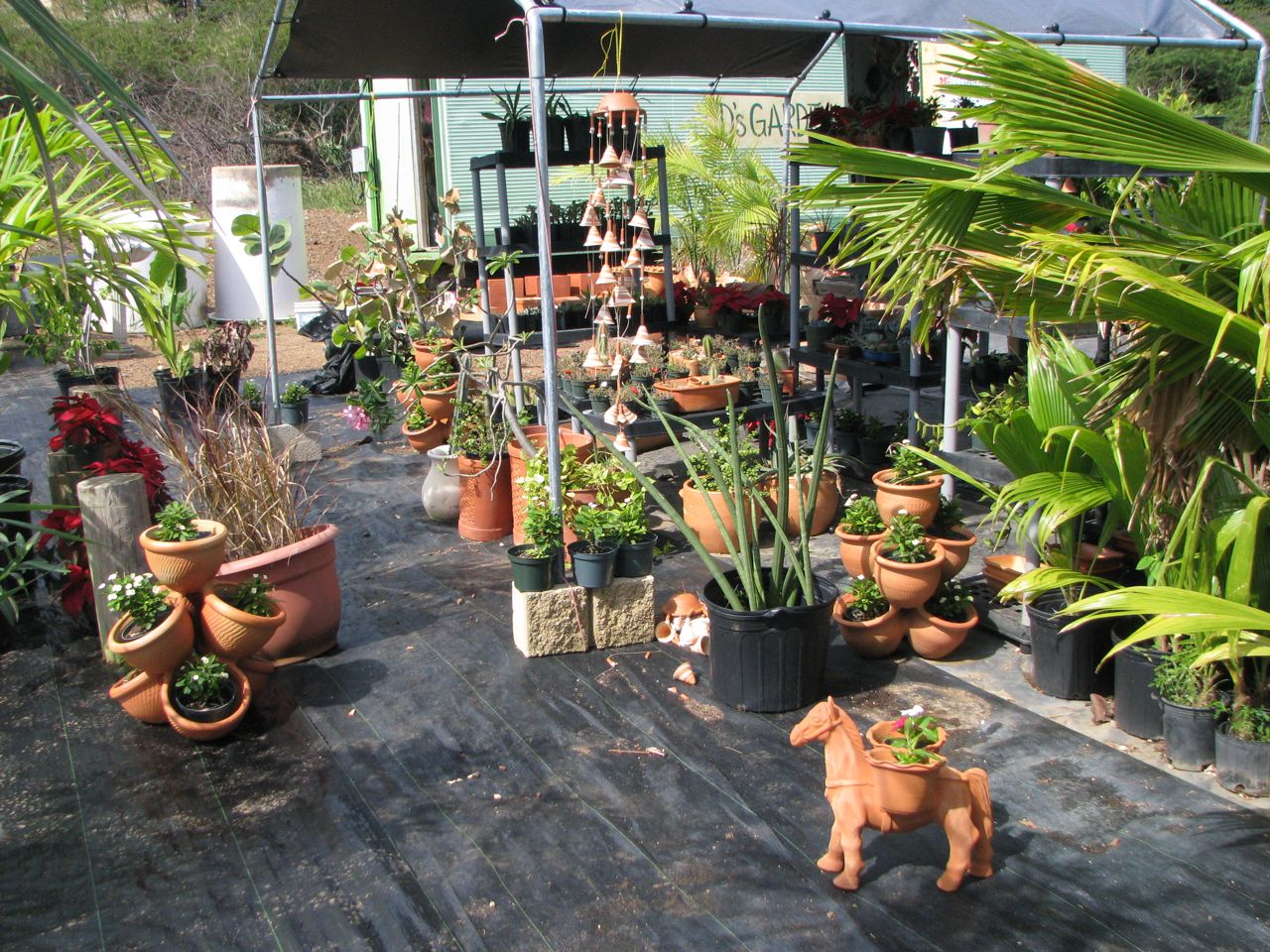 Island Woman's Culebra Into the garden, D's Garden Center, that is