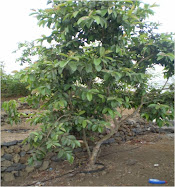 PL 480 Plantação de espécies florestais e fruteiras