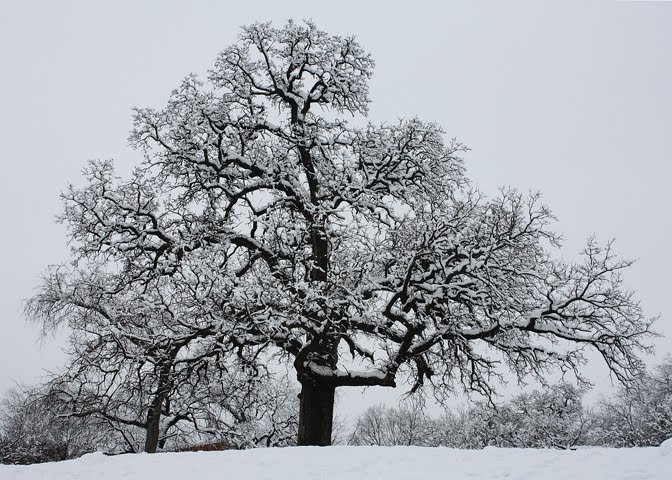 Snow-covered Oak Tree at Grapevine Springs Park
