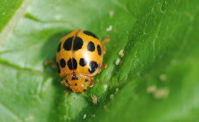 MObugs: Squash Lady Beetle