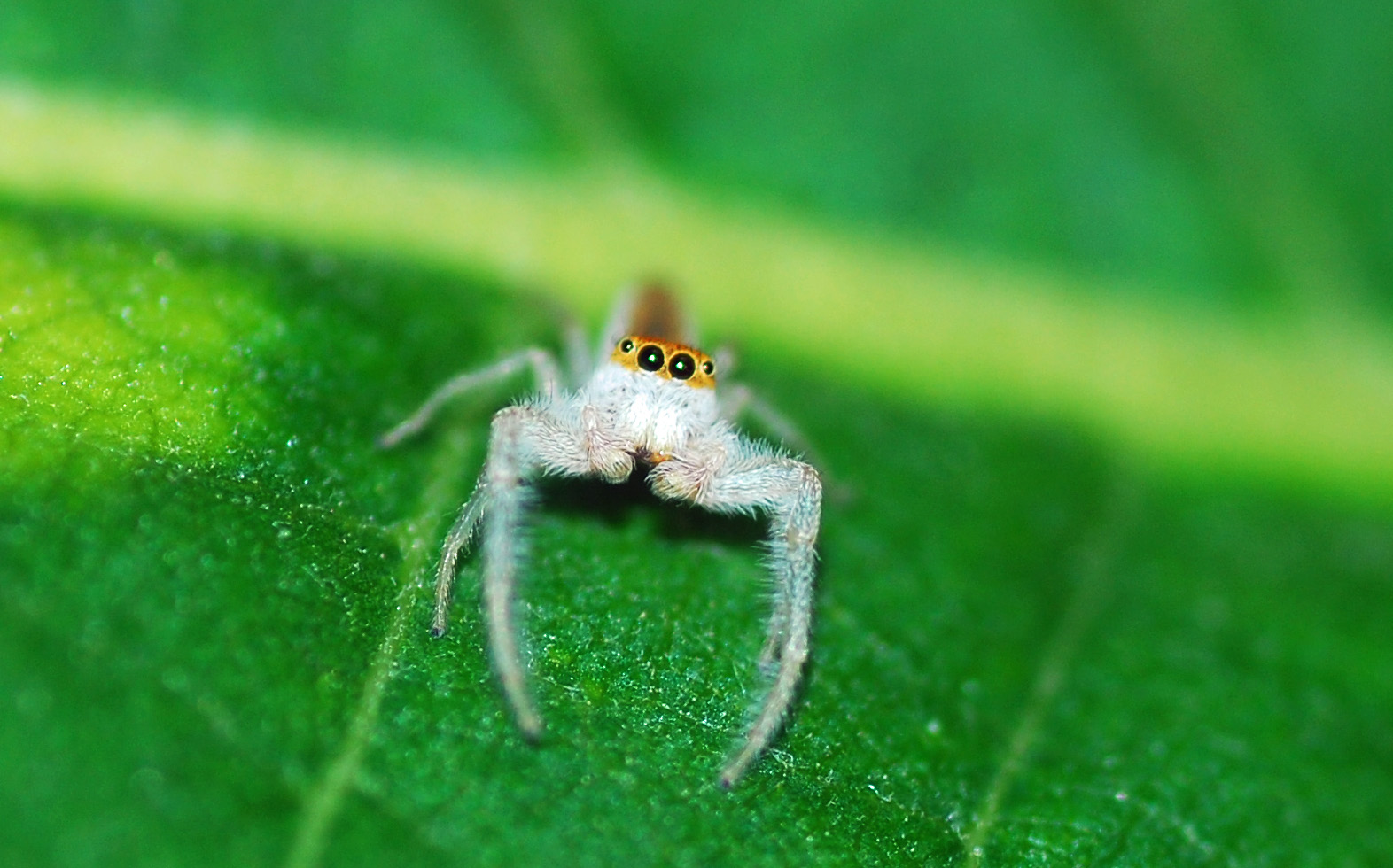 MObugs: Jumping Spider