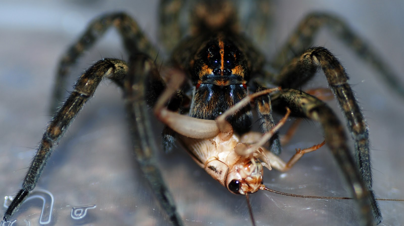 carolina wolf spider bite carolina wolf spider bite