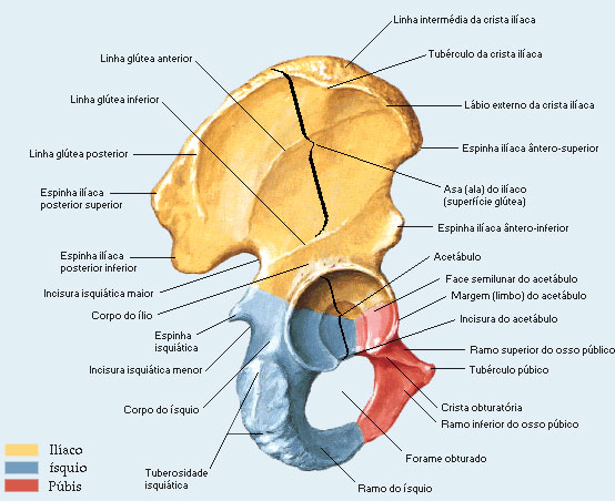 Cinesiologia Osteologia cinesiologia-osteologia