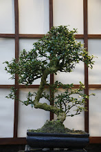 Carmona - Fukien Tea