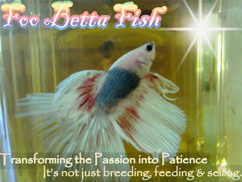 All About Betta Fish