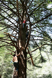 Climbing Tree Nine