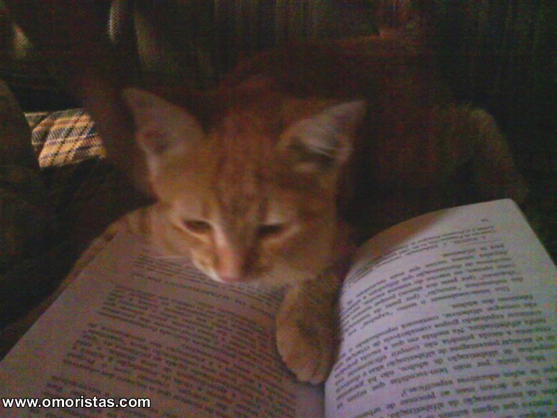 [gatinho.jpg]